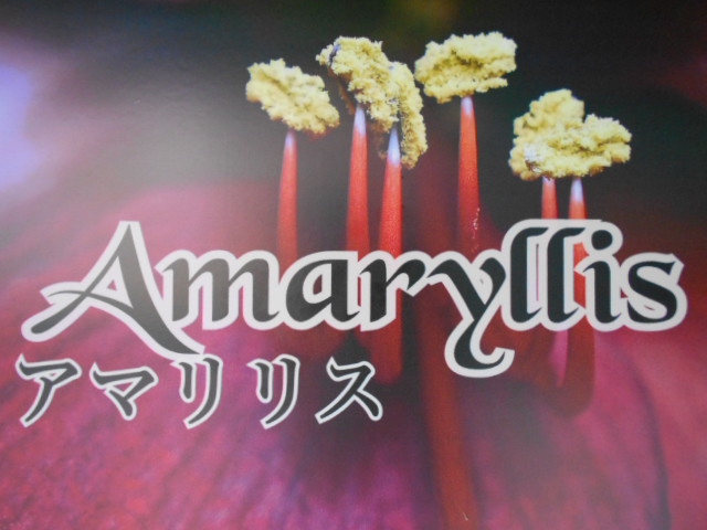 アマリリス