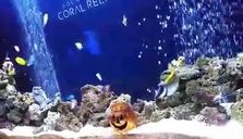 Aquaroom CORAL REEF
