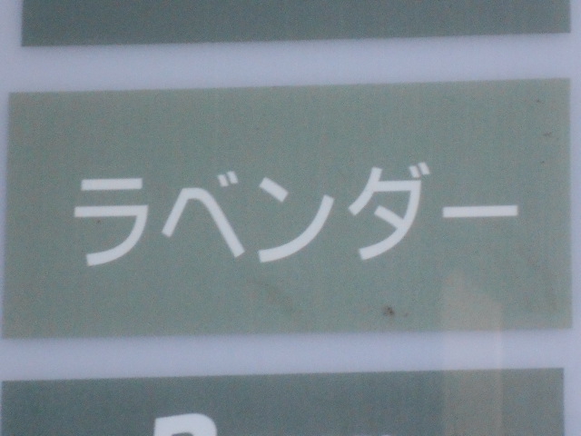 ラベンダー