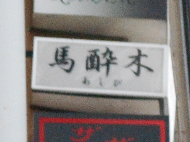 馬酔木 あしび