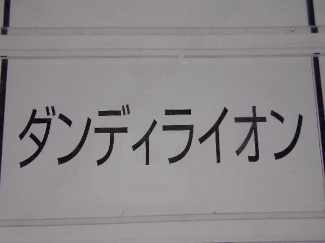 ダンディライオン