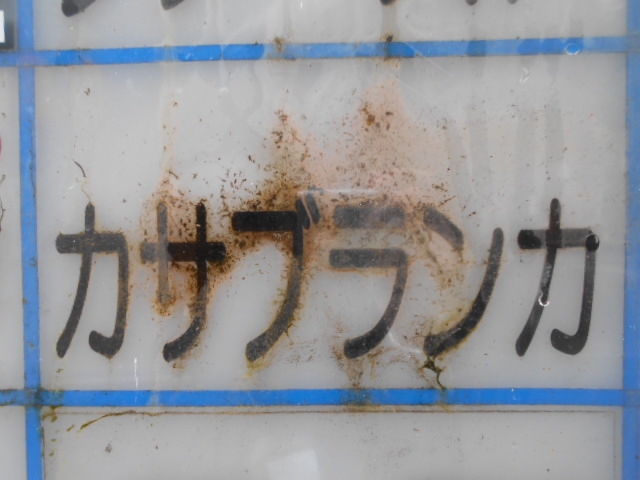 神戸 三宮  カサブランカ