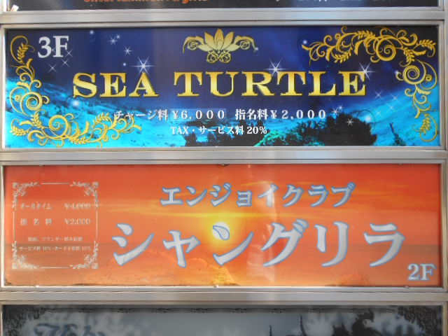 SEA TURTLE シータートル