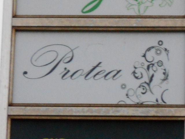 Protea