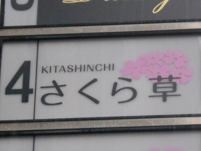 北新地 さくら草
