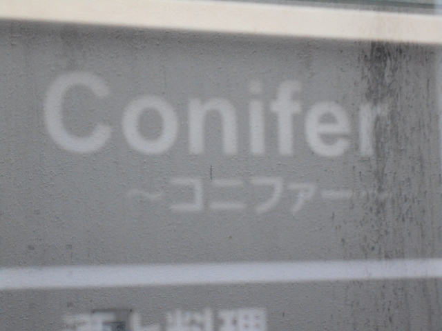 Conifer  コニファー